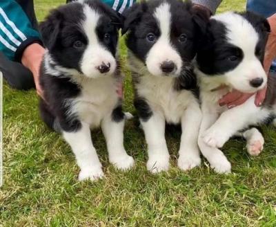 Border collies - Vienna Dogs, Puppies