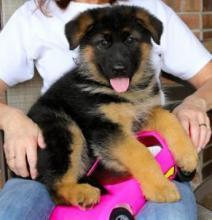 German Shepherd Pups - Vienna Dogs, Puppies