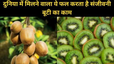 This fruit works as a Sanjivani Booti