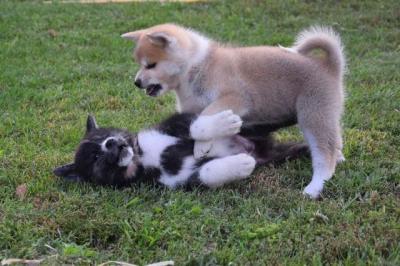 Akita Inu-Welpen - Vienna Dogs, Puppies