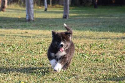 Szczenięta Akita Inu - Warsaw Dogs, Puppies