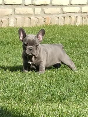 French bulldog - Vienna Dogs, Puppies