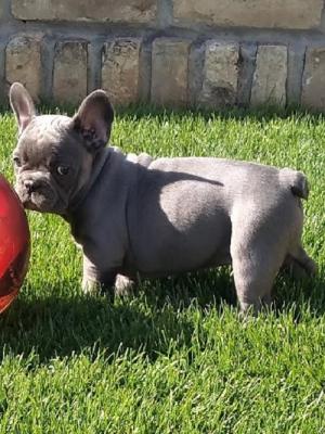 French bulldog - Vienna Dogs, Puppies