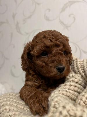 Poodle, red color - Vienna Dogs, Puppies