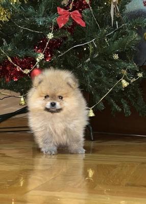 Pomeranian spitz - Vienna Dogs, Puppies