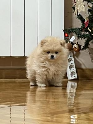 Pomeranian spitz - Vienna Dogs, Puppies