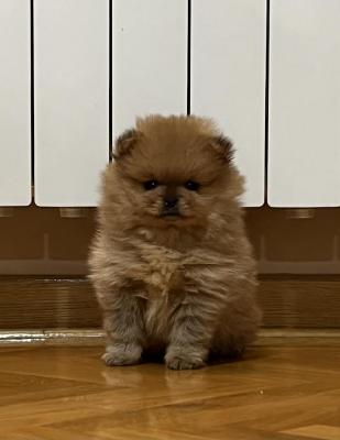 Pomeranian spitz - Vienna Dogs, Puppies