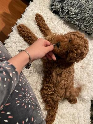 Red miniature poodle puppies - Vienna Dogs, Puppies