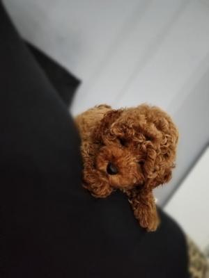 Red miniature poodle puppies - Vienna Dogs, Puppies