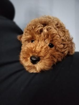 Red miniature poodle puppies - Vienna Dogs, Puppies