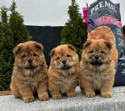 Chow chow puppies - Vienna Dogs, Puppies