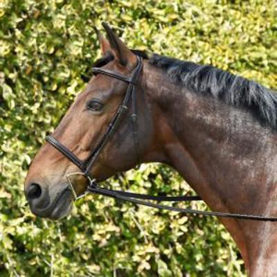 Elevate Your Dressage Experience with Fancy Stitch Dressage Bridles