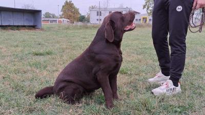 Labrador, ready to mate - Vienna Dogs, Puppies