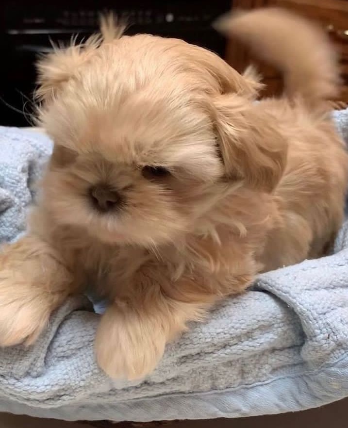 Shih Tzu puppies - Calgary Dogs, Puppies