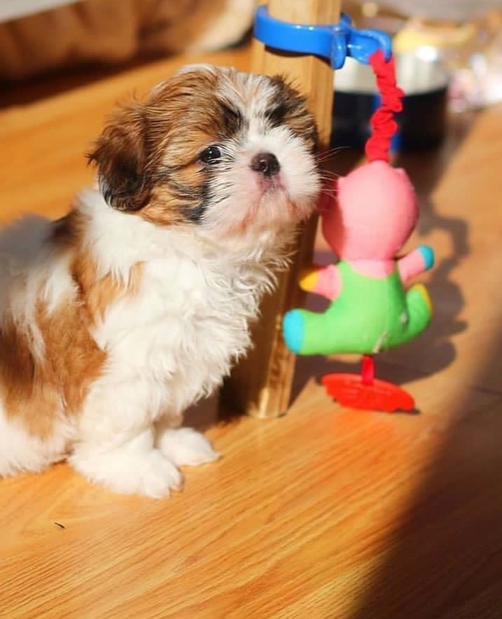 Shih Tzu puppies - Calgary Dogs, Puppies