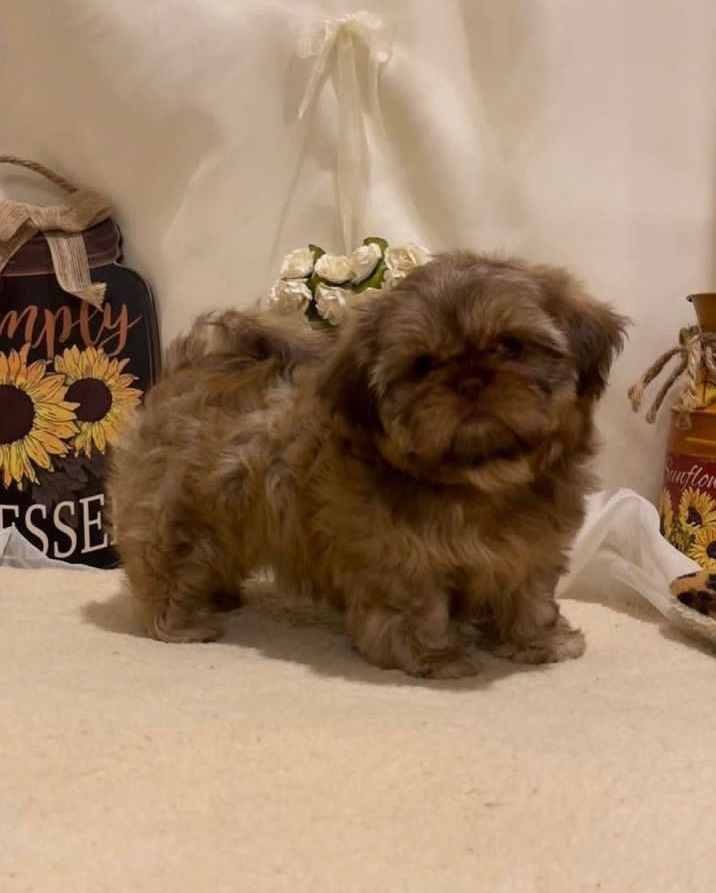 Shih Tzu puppies - Calgary Dogs, Puppies