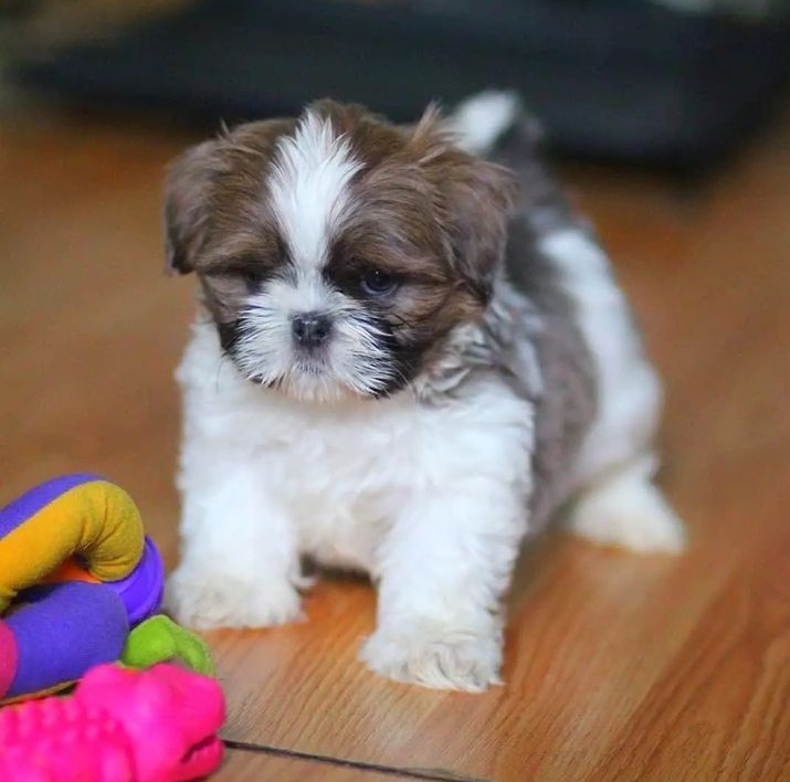 Shih Tzu puppies for perfect homes