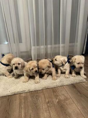 Labrador retriever, beautiful puppies - Vienna Dogs, Puppies