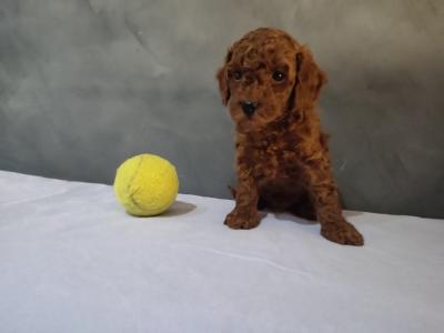 Red poodle - Vienna Dogs, Puppies