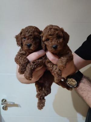 Red poodle - Vienna Dogs, Puppies