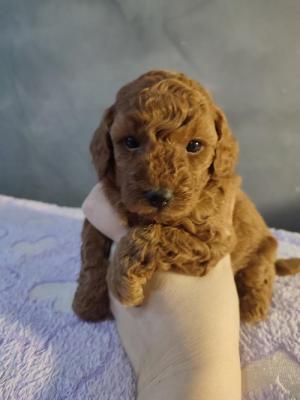 Red poodle - Vienna Dogs, Puppies