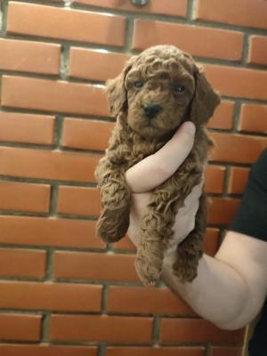 Red poodle - Vienna Dogs, Puppies