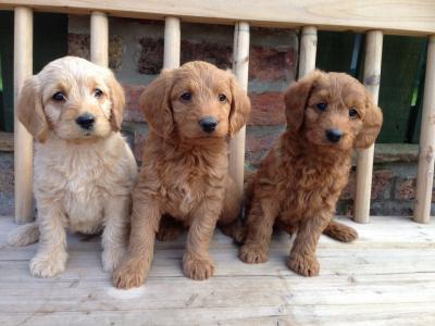  Playful Toy Poodle Puppies available for sale