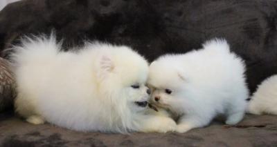 Charming Teacup Pomeranian Puppies for Sale