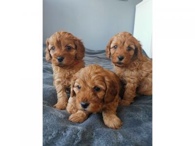 Lovely Cavapoo Puppies for Sale