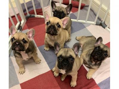 Outstanding  French Bulldog Puppies for Sale