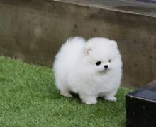 Pomeranian from tested parents - Brussels Dogs, Puppies
