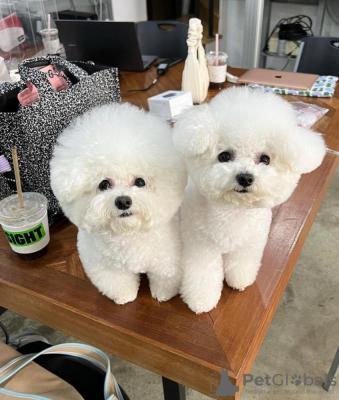 Bichon frise puppies - Brussels Dogs, Puppies