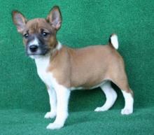 Basenji Puppies - Brussels Dogs, Puppies