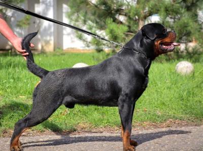 Rottweiler, top puppies - Vienna Dogs, Puppies
