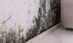 Comprehensive Mold Removal in Toronto - Toronto Other