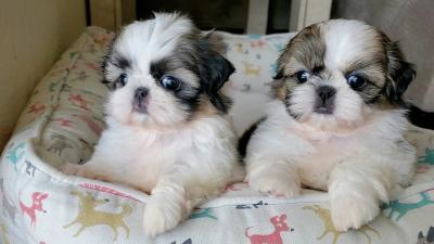 Shih Tzu Puppies avilable - Brussels Dogs, Puppies