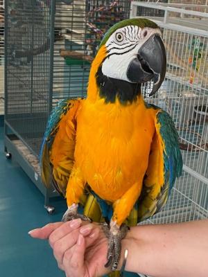 Macaw parrot for sell  - Brussels Birds