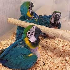 Macaw parrot for sell  - Brussels Birds