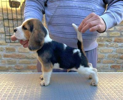 Beagle puppies, from top show dogs - Vienna Dogs, Puppies
