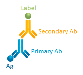 Primary antibodies  - Delhi Other