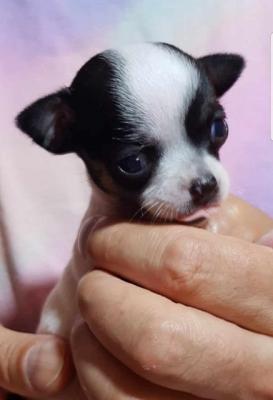 Princess mini chihuahuas  - Graz Dogs, Puppies