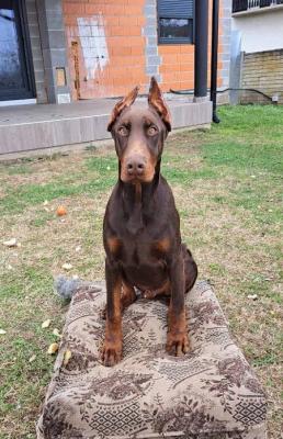 Doberman - Vienna Dogs, Puppies