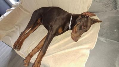 Doberman - Vienna Dogs, Puppies