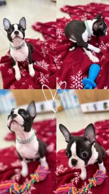 Boston Terrier - Vienna Dogs, Puppies