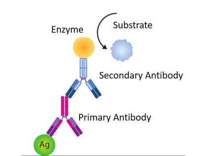 Secondary antibodies  - Delhi Other