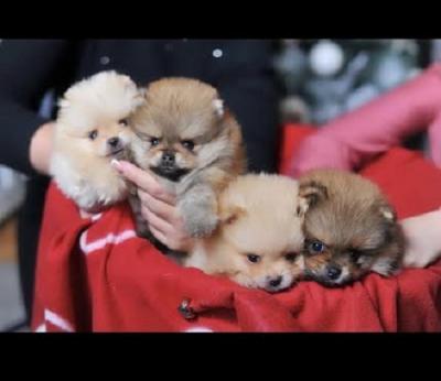 Purebred Pomeranian puppies - Vienna Dogs, Puppies