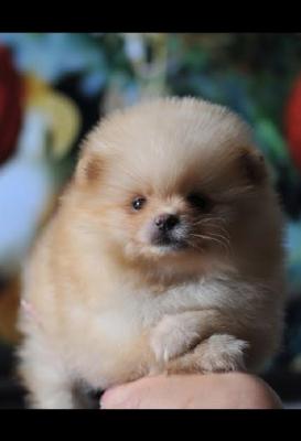 Purebred Pomeranian puppies - Vienna Dogs, Puppies