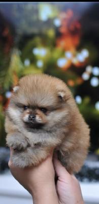 Purebred Pomeranian puppies - Vienna Dogs, Puppies