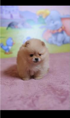 Purebred Pomeranian puppies - Vienna Dogs, Puppies