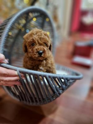 Red poodle - Vienna Dogs, Puppies